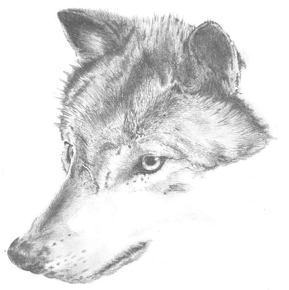 wolf4.jpg